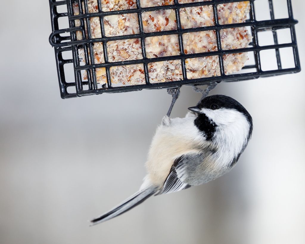 IMAGE: http://i33.photobucket.com/albums/d74/Zenon1/5D4/Fort%20White/_I9A2700-copy_zpsizduyk8z.jpg~original