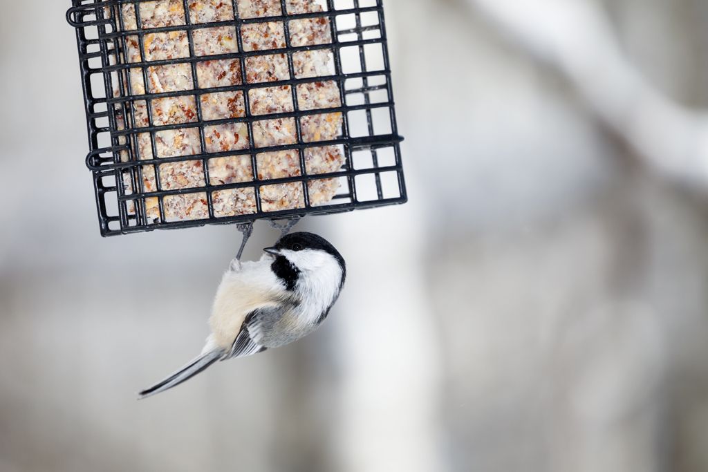 IMAGE: http://i33.photobucket.com/albums/d74/Zenon1/5D4/Fort%20White/_I9A2700_zpsavjw8oui.jpg~original