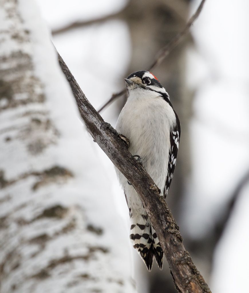 IMAGE: http://i33.photobucket.com/albums/d74/Zenon1/5D4/Fort%20White/_I9A2713_zpsq08gryj4.jpg~original