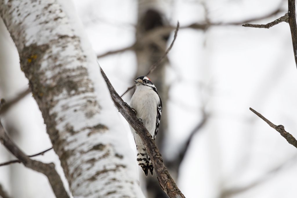 IMAGE: http://i33.photobucket.com/albums/d74/Zenon1/5D4/Fort%20White/qewr_zps3txnxf2e.jpg~original