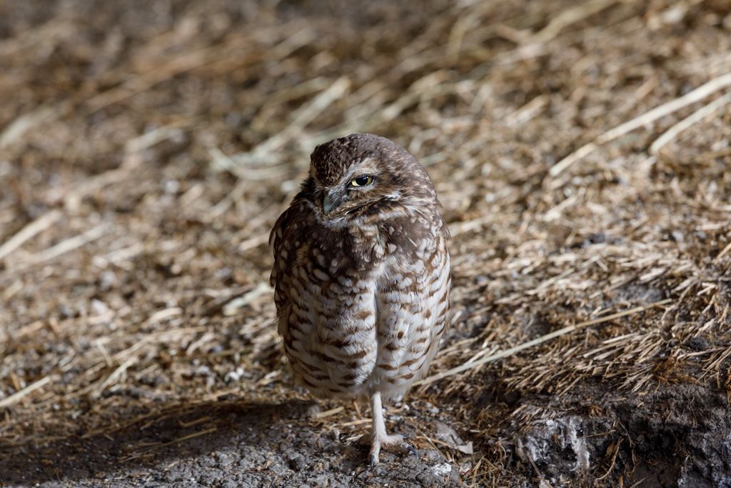 IMAGE: http://i33.photobucket.com/albums/d74/Zenon1/5D4/Fort%20White/vqwer_zpsjdocxt73.jpg~original