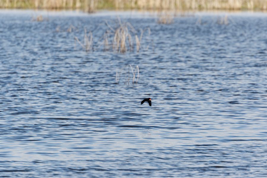 IMAGE: http://i33.photobucket.com/albums/d74/Zenon1/5D4/RD/RD%202/900_zpsj5ymtsbr.jpg~original