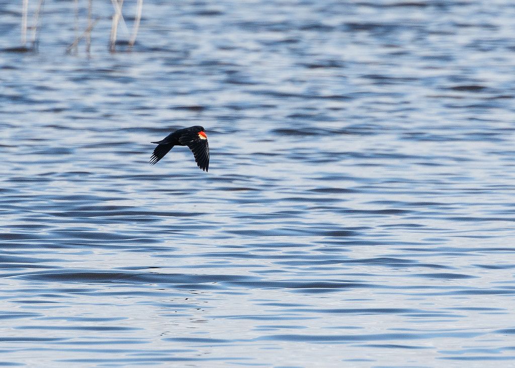 IMAGE: http://i33.photobucket.com/albums/d74/Zenon1/5D4/RD/RD%202/_80A5135_zpsnplwnukw.jpg~original