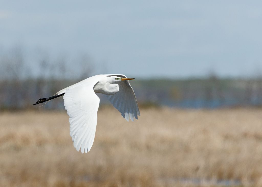 IMAGE: http://i33.photobucket.com/albums/d74/Zenon1/5D4/RD/RD%202/_80A5172_zpsojdhwvkb.jpg~original