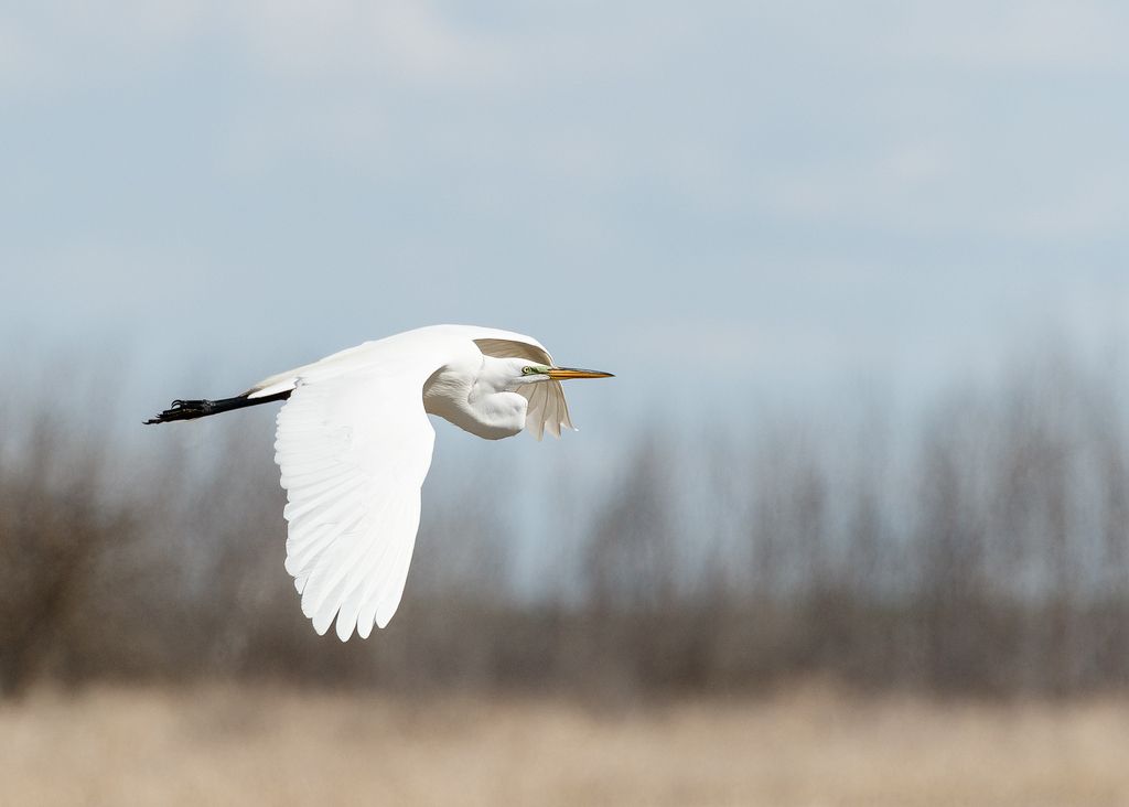 IMAGE: http://i33.photobucket.com/albums/d74/Zenon1/5D4/RD/RD%202/_80A5174_zpscit1cum4.jpg~original