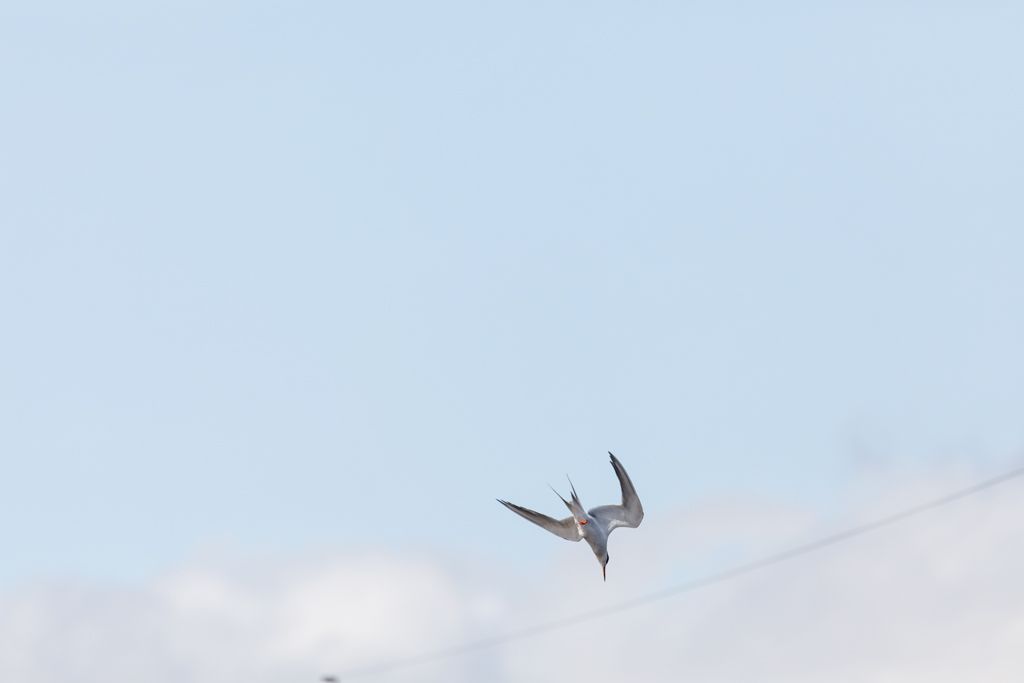 IMAGE: http://i33.photobucket.com/albums/d74/Zenon1/5D4/RD/The%20dive/1_zpsrk7bxt6p.jpg~original