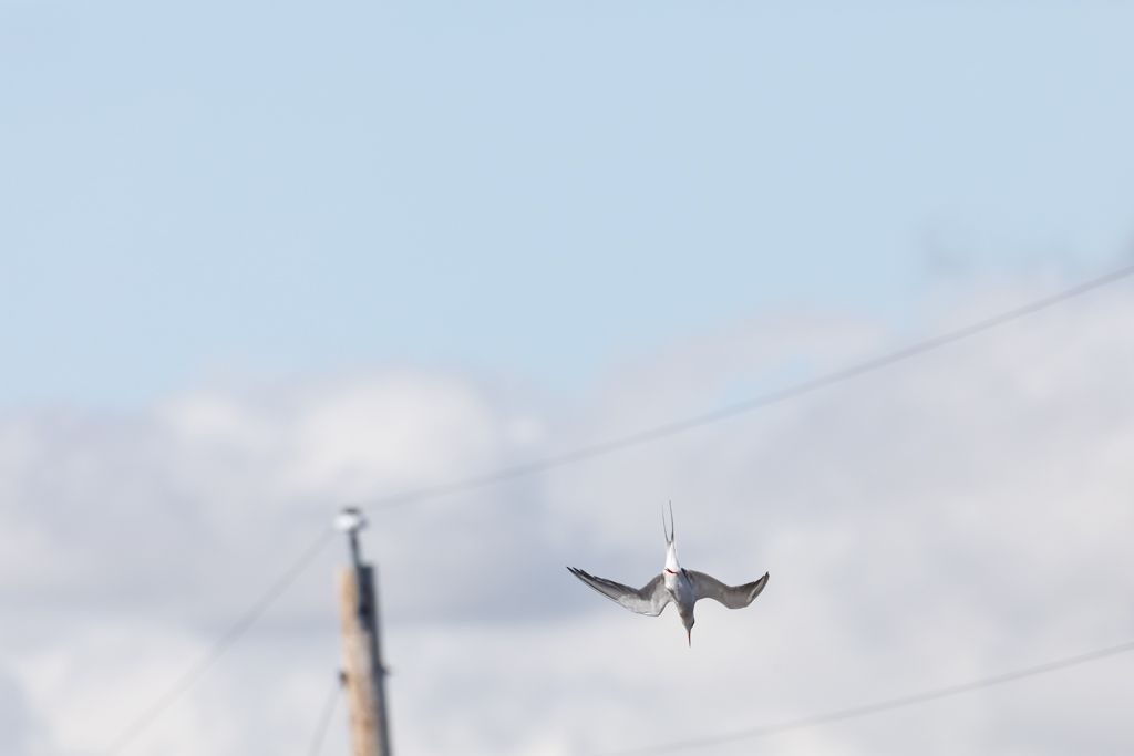 IMAGE: http://i33.photobucket.com/albums/d74/Zenon1/5D4/RD/The%20dive/2_zpsoqxi86hp.jpg~original