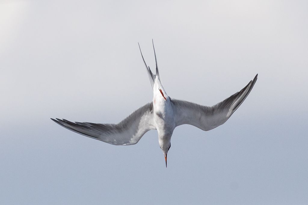 IMAGE: http://i33.photobucket.com/albums/d74/Zenon1/5D4/RD/The%20dive/crop_zpsxjok32zz.jpg~original