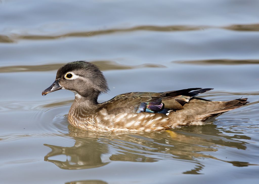 IMAGE: http://i33.photobucket.com/albums/d74/Zenon1/5D4/St%20Vit%201/_I9A3700_zpsiorkyfcl.jpg~original