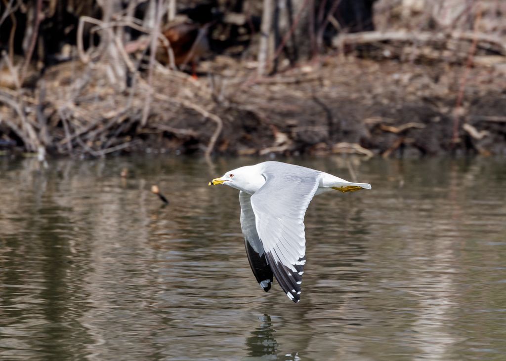 IMAGE: http://i33.photobucket.com/albums/d74/Zenon1/5D4/St%20Vit%201/_I9A3855_zpsif2be6b2.jpg~original