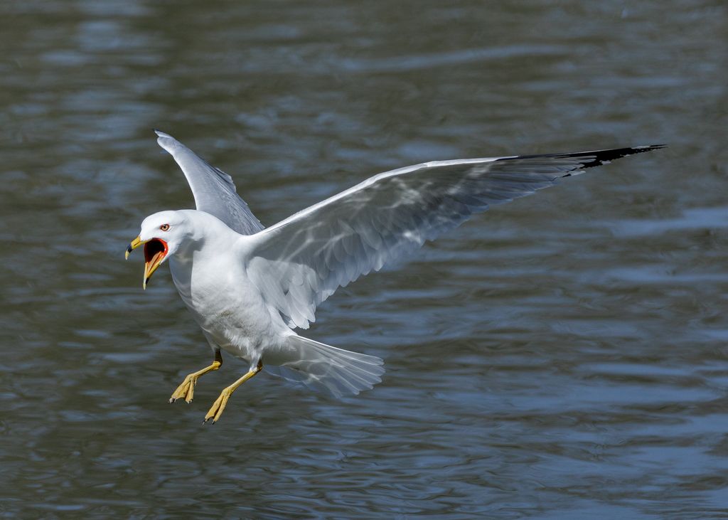 IMAGE: http://i33.photobucket.com/albums/d74/Zenon1/5D4/St%20Vit%201/_I9A3929_zpsvv9zoupv.jpg~original