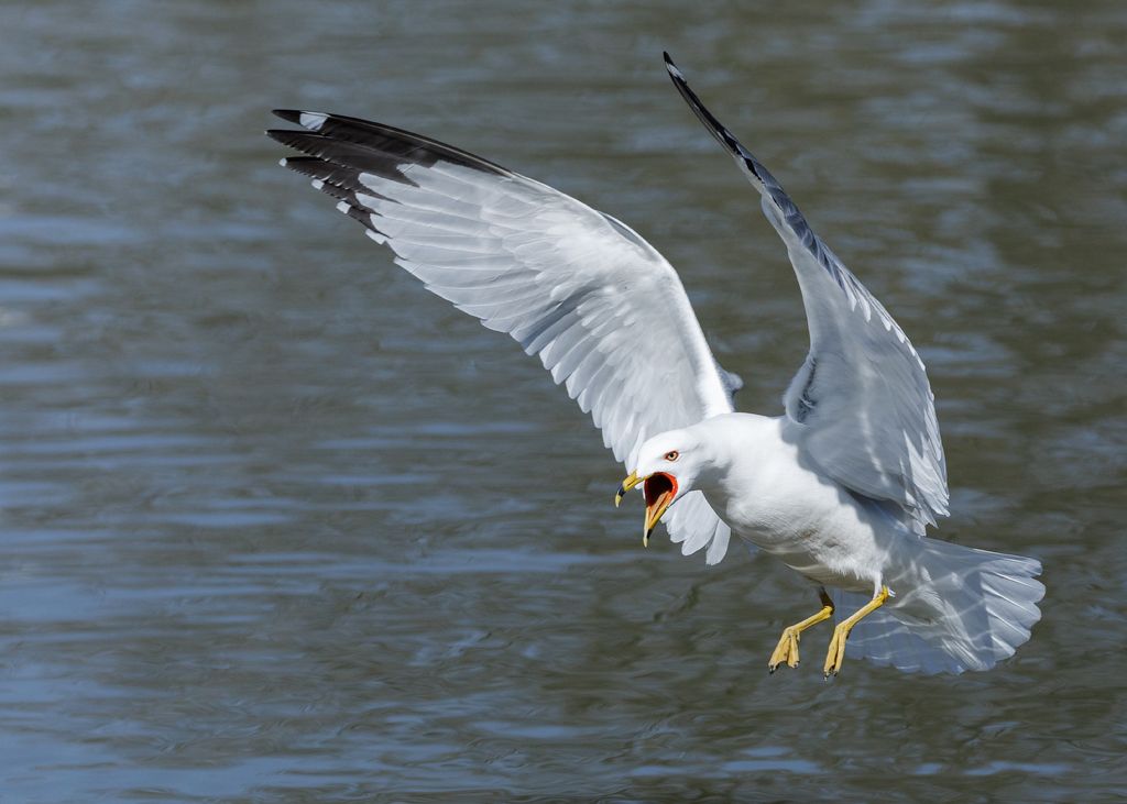 IMAGE: http://i33.photobucket.com/albums/d74/Zenon1/5D4/St%20Vit%201/_I9A3930_zpsohxvrt2e.jpg~original