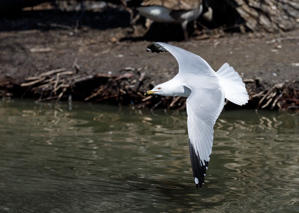 IMAGE: http://i33.photobucket.com/albums/d74/Zenon1/5D4/St%20vit%203/_I9A3919_zpsegfzbaj5.jpg~original