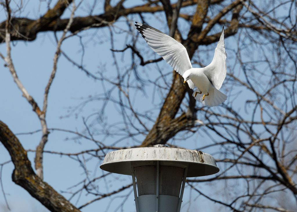 IMAGE: http://i33.photobucket.com/albums/d74/Zenon1/5D4/St%20vit%203/_I9A3992_zps1jjw1jd7.jpg~original