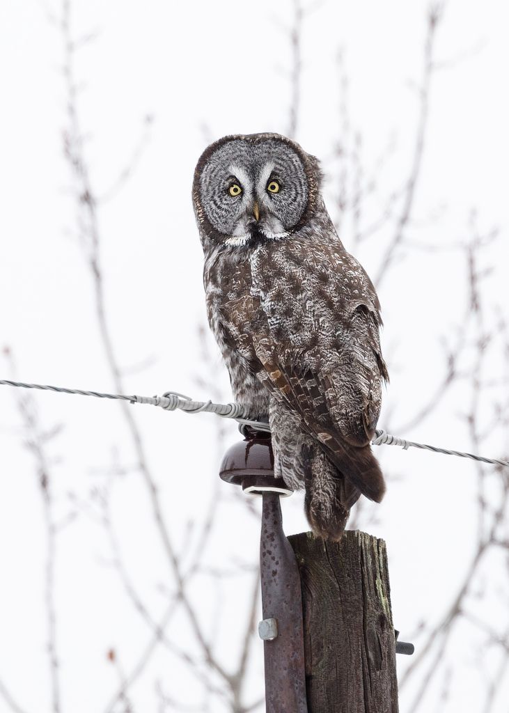 IMAGE: http://i33.photobucket.com/albums/d74/Zenon1/5D4/_I9A3062-Edit_zpsvjrabohc.jpg~original