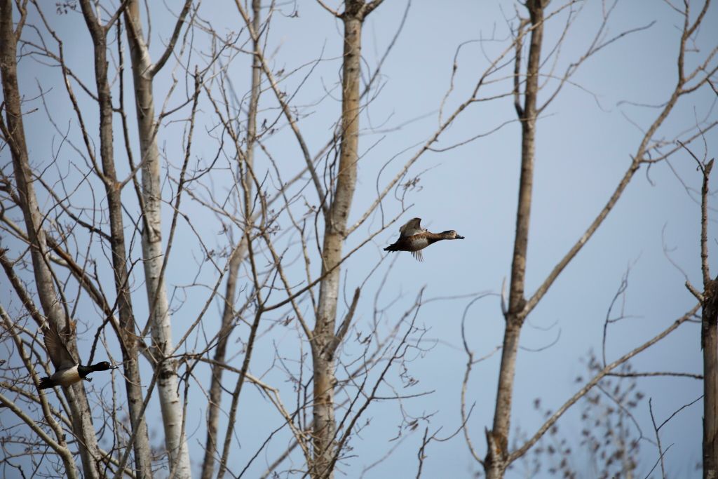 IMAGE: http://i33.photobucket.com/albums/d74/Zenon1/5D4/_I9A4619_zpsyl3jhyvv.jpg~original