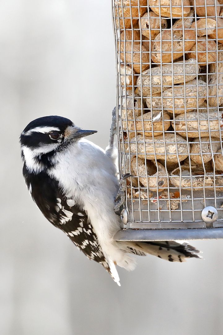 IMAGE: http://i33.photobucket.com/albums/d74/Zenon1/5D4/w_zpsrjqe2hgl.jpg~original