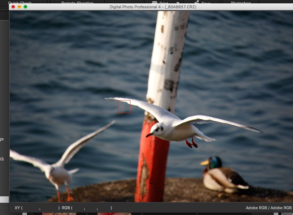 IMAGE: http://i33.photobucket.com/albums/d74/Zenon1/7D2/7D%20Zone%20samples/Screen-Shot-2015-11-18-at-8.15.26-AM_zpscmwggw3x.jpg~original