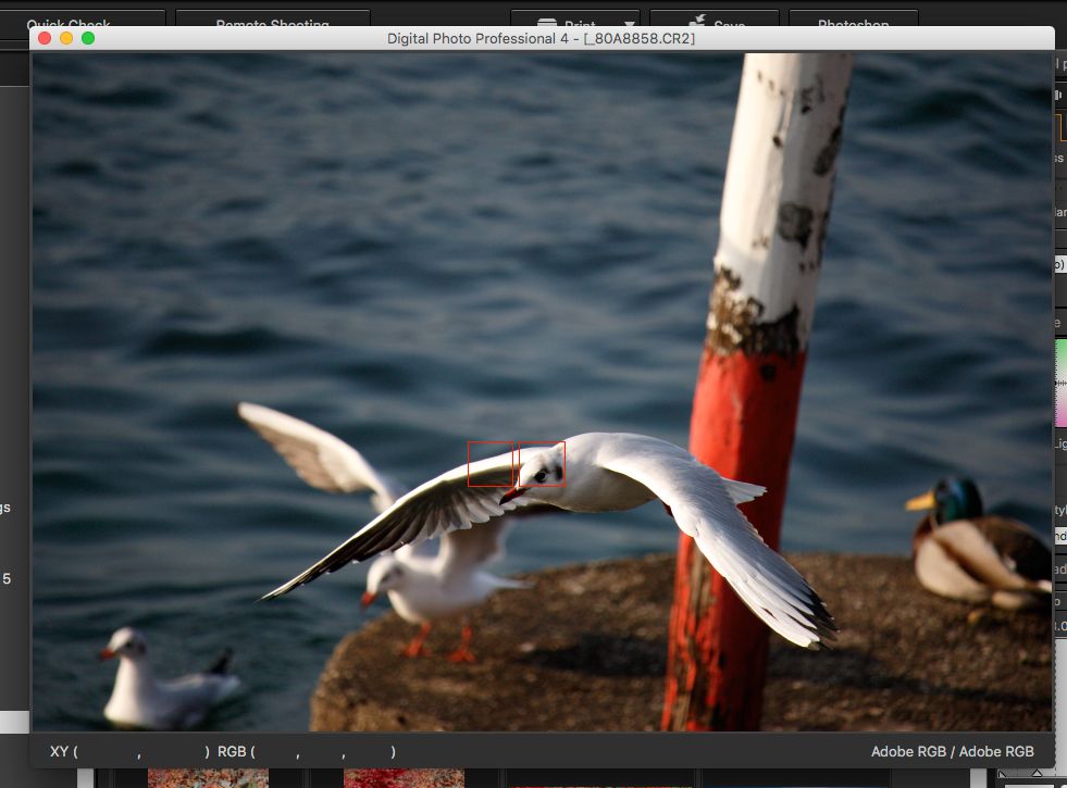 IMAGE: http://i33.photobucket.com/albums/d74/Zenon1/7D2/7D%20Zone%20samples/Screen-Shot-2015-11-18-at-8.15.33-AM_zpsj143f4yx.jpg~original