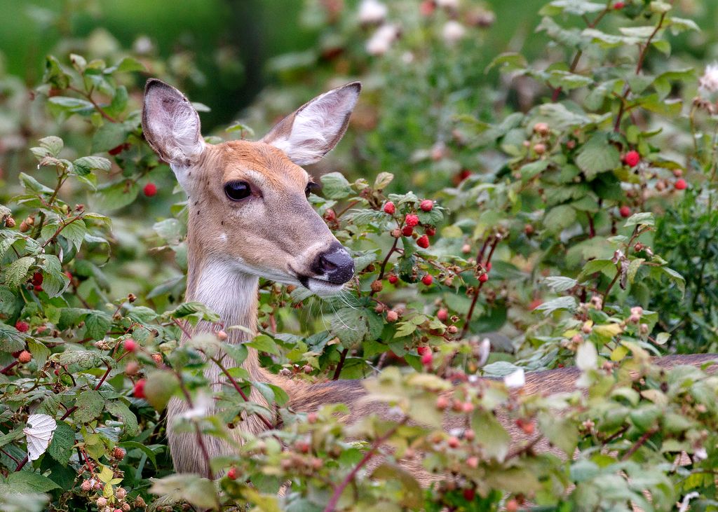 IMAGE: http://i33.photobucket.com/albums/d74/Zenon1/7D2/9001_zpszmjneavj.jpg~original