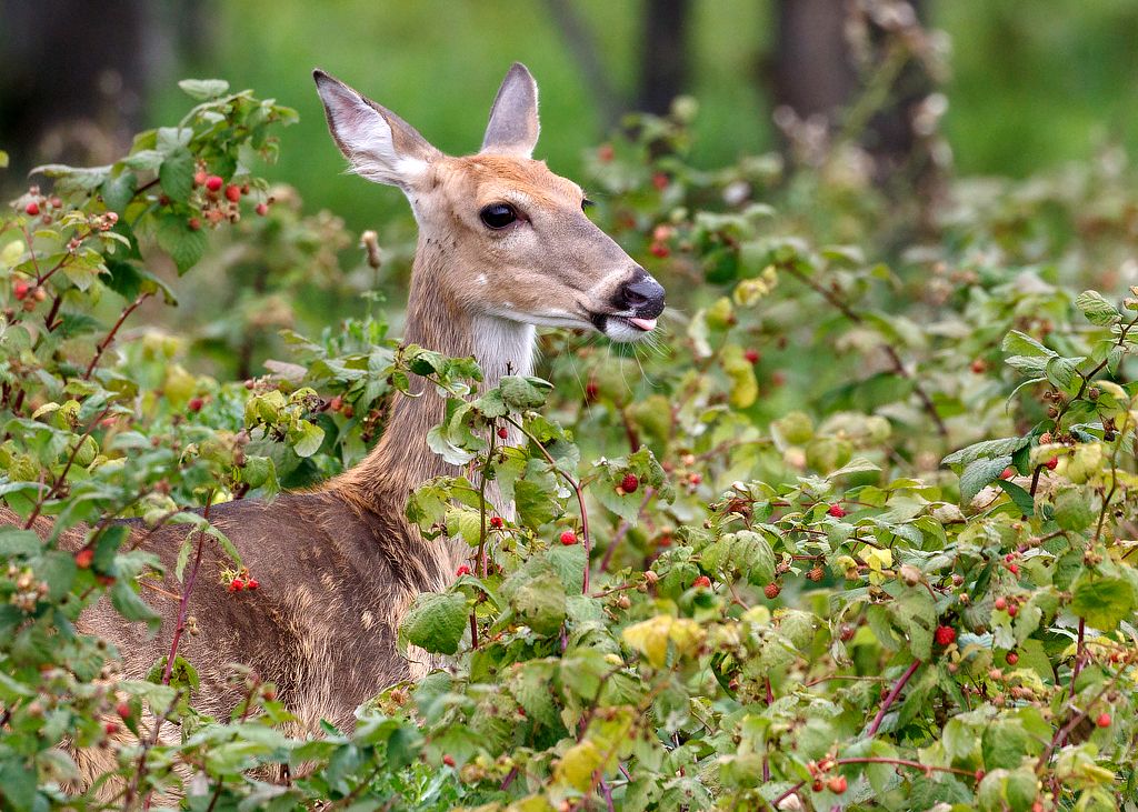 IMAGE: http://i33.photobucket.com/albums/d74/Zenon1/7D2/9002_zpshmgevkri.jpg~original