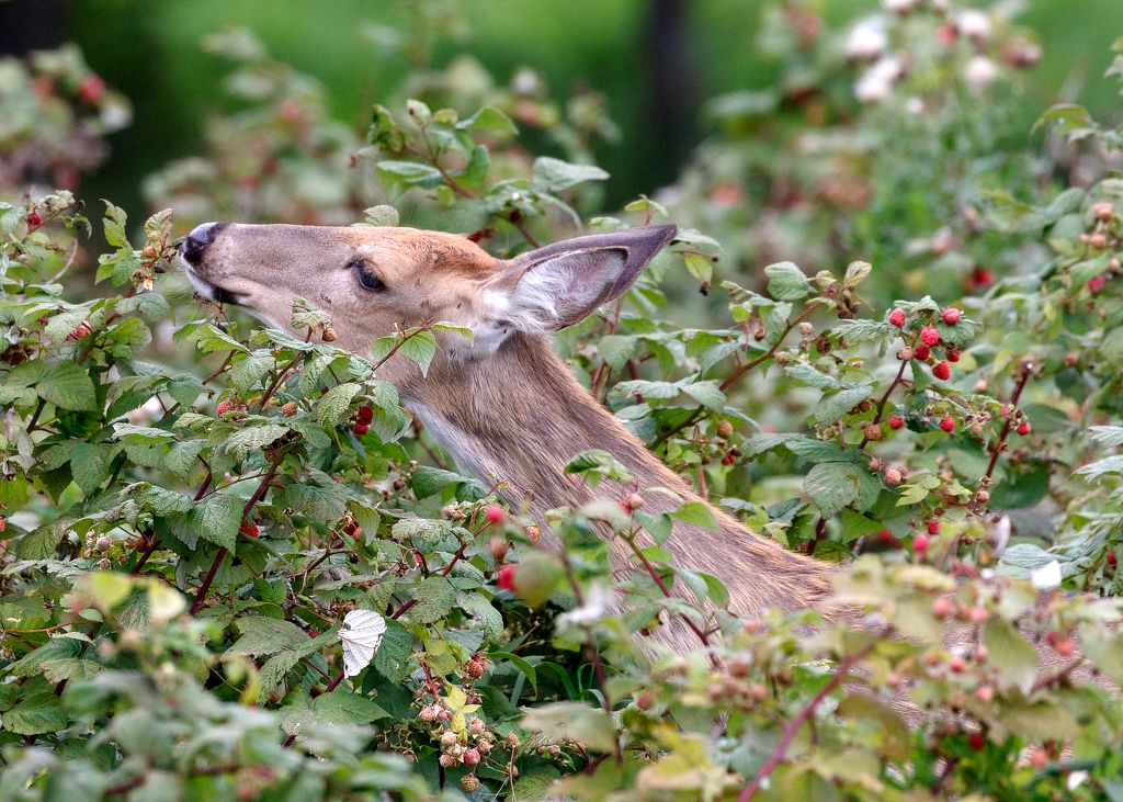 IMAGE: http://i33.photobucket.com/albums/d74/Zenon1/7D2/9003_zps94zvh7qv.jpg~original