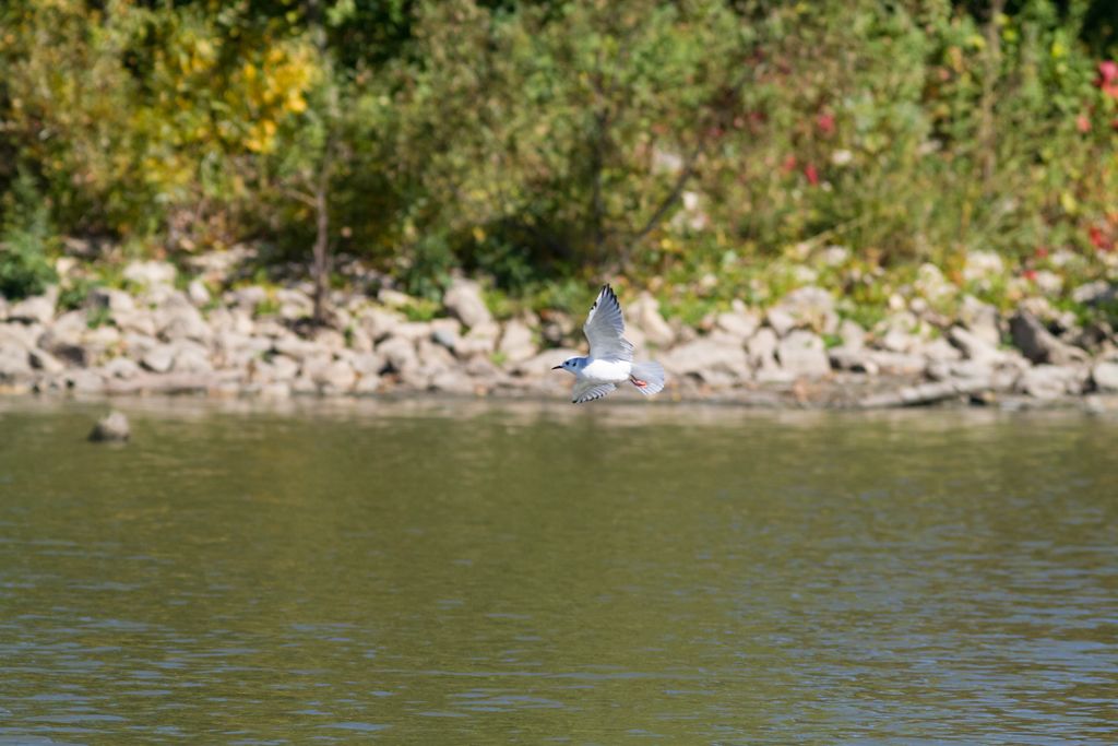 IMAGE: http://i33.photobucket.com/albums/d74/Zenon1/7D2/CROPS/_MG_9617_zpsemg9cl19.jpg~original