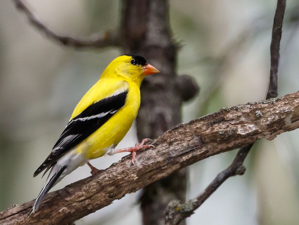 IMAGE: http://i33.photobucket.com/albums/d74/Zenon1/7D2/Fort%20white/_80A0573_zps0sigaltu.jpg~original