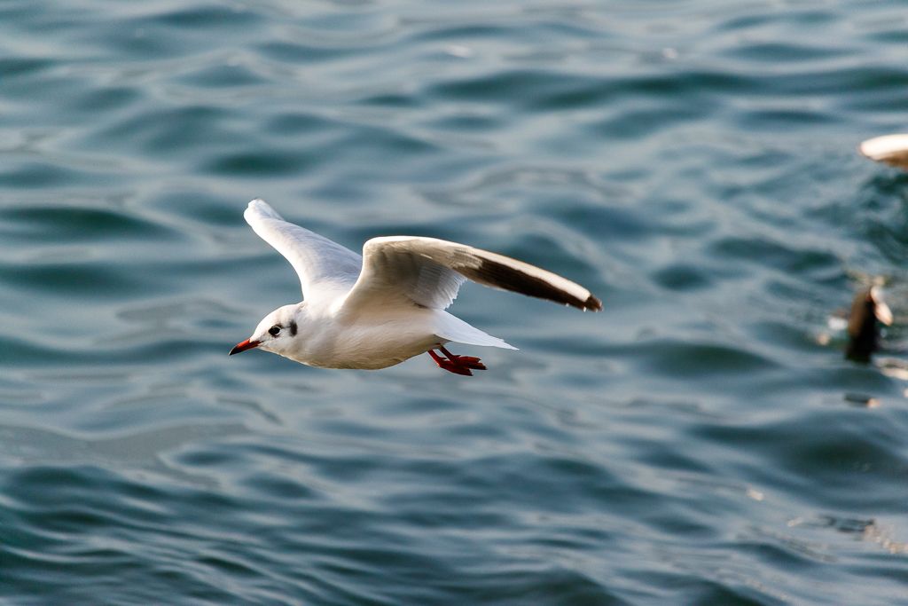 IMAGE: http://i33.photobucket.com/albums/d74/Zenon1/7D2/New%20BIF%20sequence/Add%20Title%20-%20006_zps6mc9cnoq.jpg~original