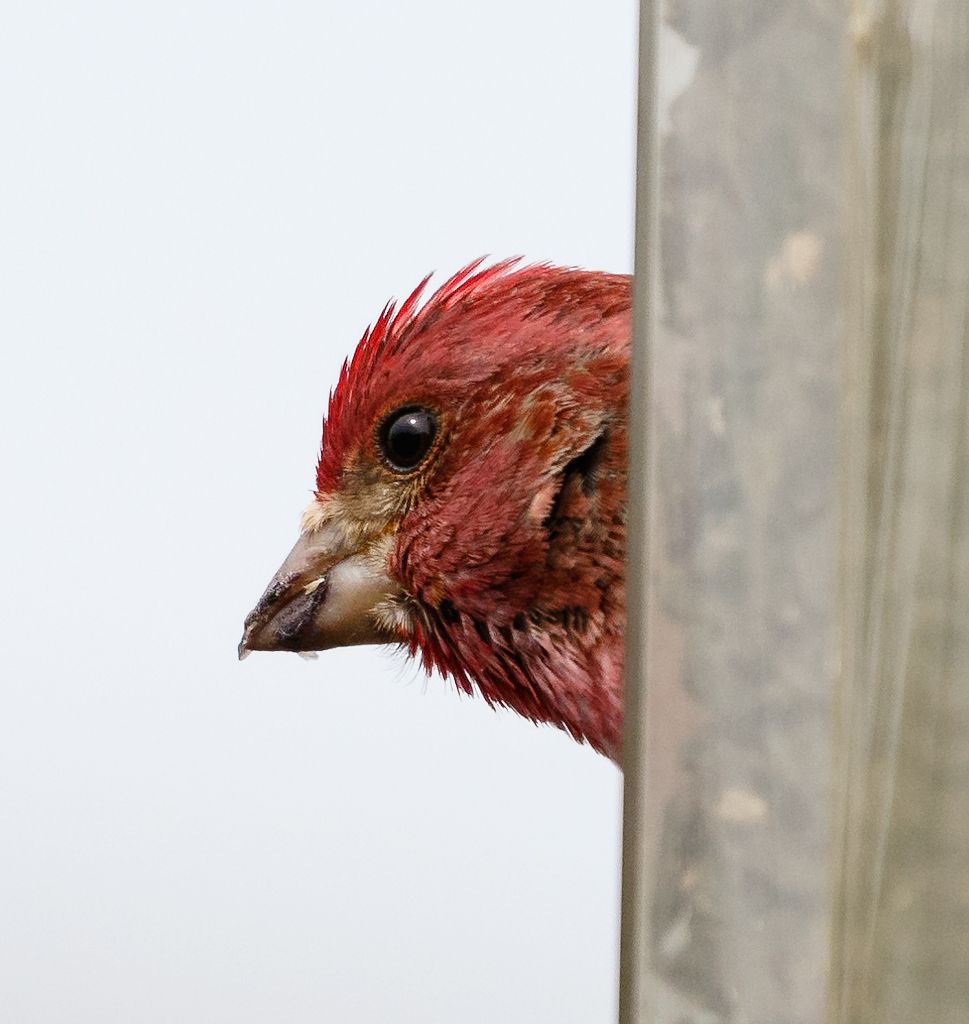 IMAGE: http://i33.photobucket.com/albums/d74/Zenon1/7D2/Reds/eee_zps9gxwowpz.jpg~original