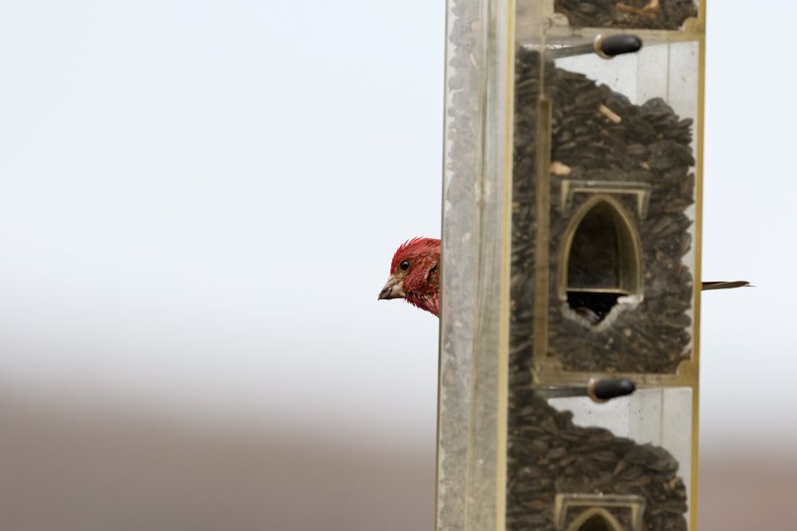 IMAGE: http://i33.photobucket.com/albums/d74/Zenon1/7D2/Reds/sfd_zpsblqs4jvz.jpg~original