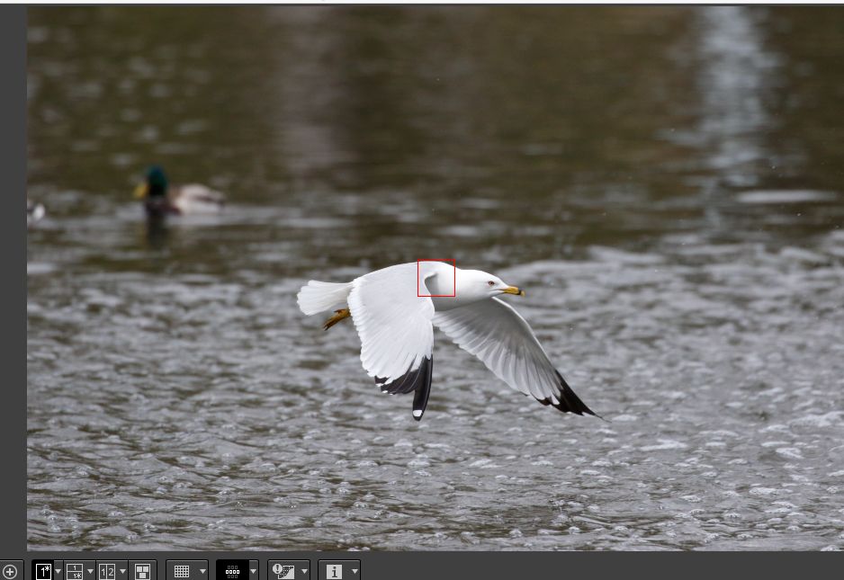 IMAGE: http://i33.photobucket.com/albums/d74/Zenon1/7D2/St%20V/more/AF/1_zpsri3fkuyv.jpg~original