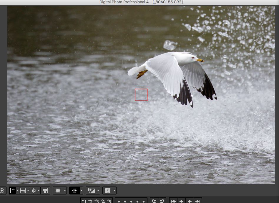 IMAGE: http://i33.photobucket.com/albums/d74/Zenon1/7D2/St%20V/more/AF/3_zpsr3top3wh.jpg