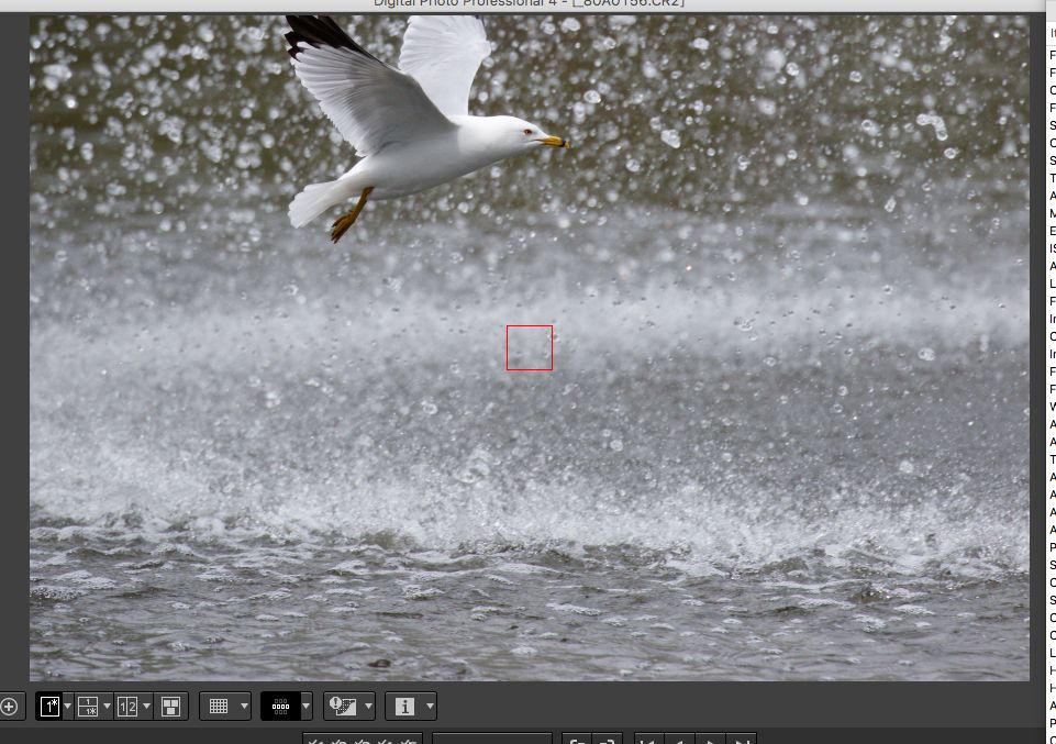 IMAGE: http://i33.photobucket.com/albums/d74/Zenon1/7D2/St%20V/more/AF/4_zpsbyejscyx.jpg~original