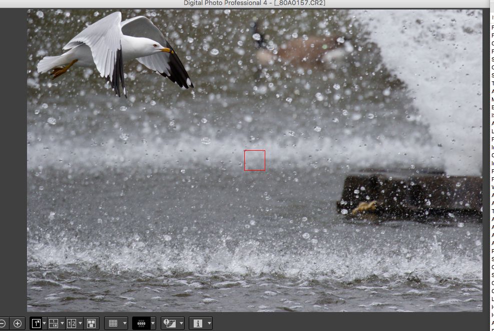 IMAGE: http://i33.photobucket.com/albums/d74/Zenon1/7D2/St%20V/more/AF/5_zpsetaph9xa.jpg~original