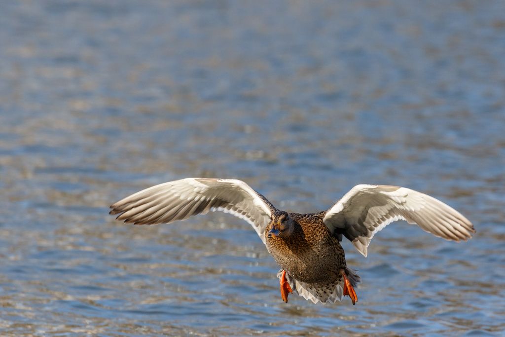 IMAGE: http://i33.photobucket.com/albums/d74/Zenon1/7D2/St%20vit/_80A2106_zpsl6x9mysh.jpg~original