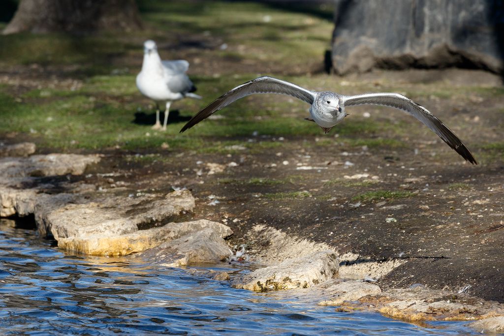 IMAGE: http://i33.photobucket.com/albums/d74/Zenon1/7D2/St%20vit/_80A2306_zps59mvqlhr.jpg~original