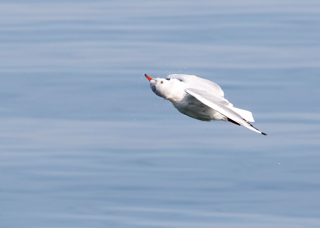 IMAGE: http://i33.photobucket.com/albums/d74/Zenon1/7D2/Swiss/_80A9647_zpszrytd4i6.jpg~original