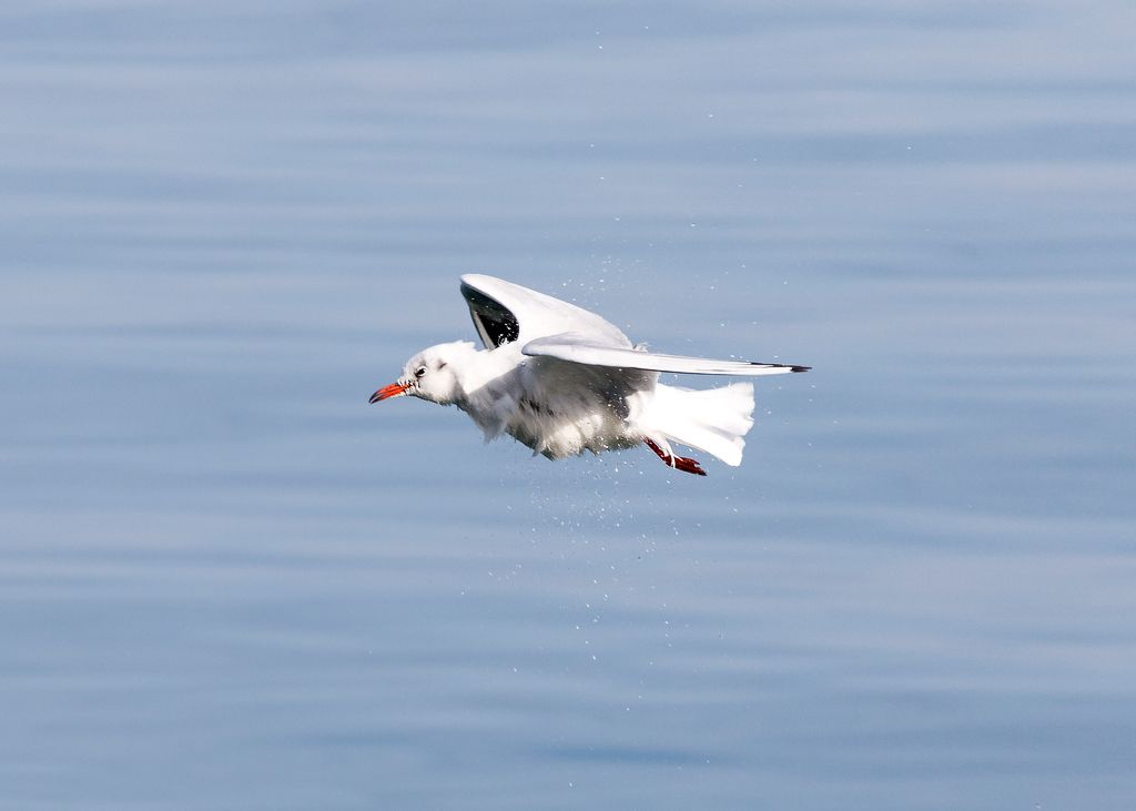 IMAGE: http://i33.photobucket.com/albums/d74/Zenon1/7D2/Swiss/_80A9648_zpszje7fniu.jpg~original