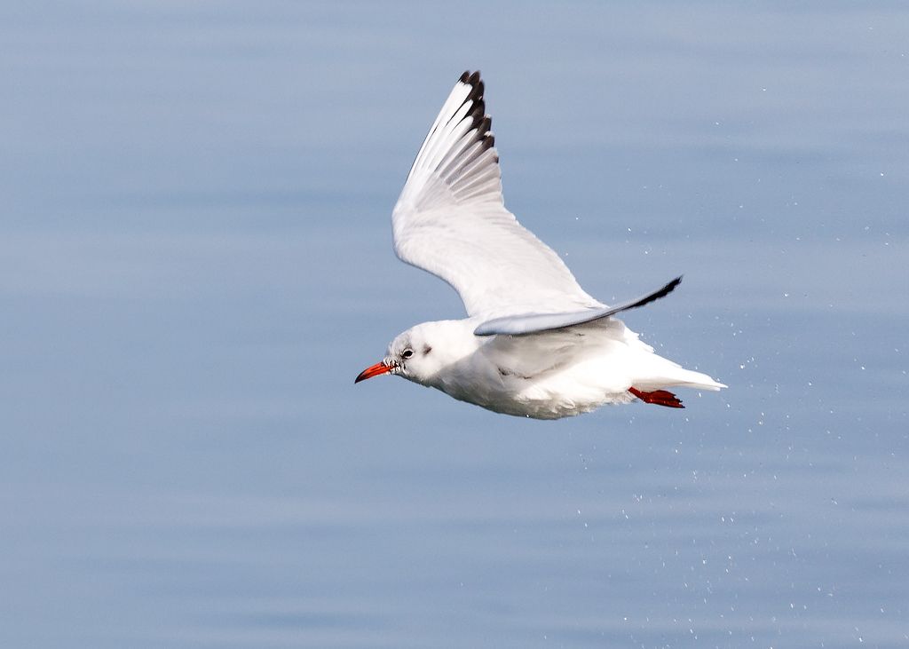 IMAGE: http://i33.photobucket.com/albums/d74/Zenon1/7D2/Swiss/_80A9649_zpsht7zpj5y.jpg~original