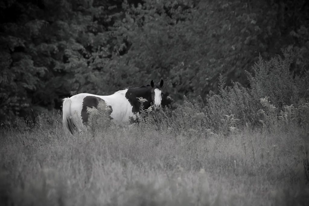 IMAGE: http://i33.photobucket.com/albums/d74/Zenon1/7D2/Trish/_80A1638_zpsotasm1uz.jpg~original