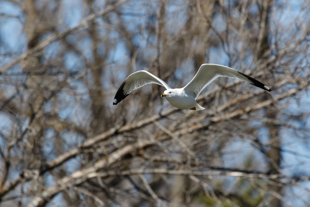 IMAGE: http://i33.photobucket.com/albums/d74/Zenon1/7D2/_80A0020_zpsnqy4mmal.jpg~original