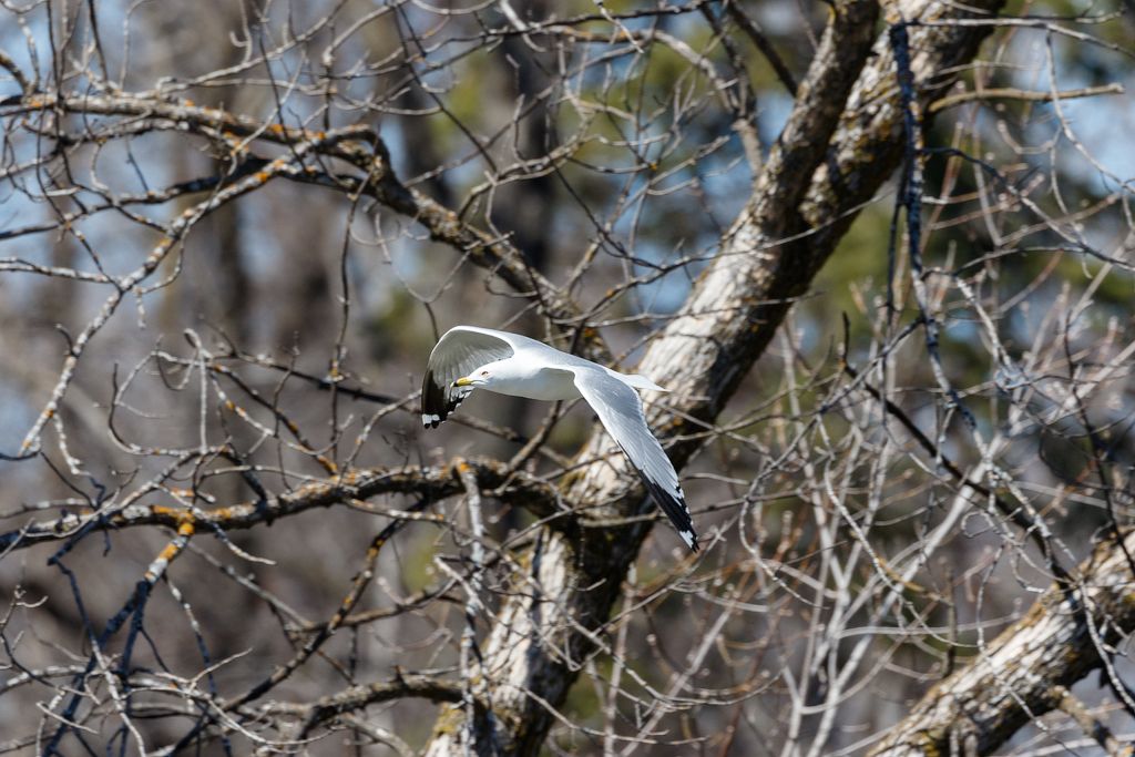 IMAGE: http://i33.photobucket.com/albums/d74/Zenon1/7D2/_80A0147_zpspwignqsg.jpg~original