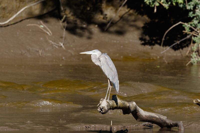 IMAGE: http://i33.photobucket.com/albums/d74/Zenon1/7D2/_80A0239_zpsbdgo0713.jpg~original