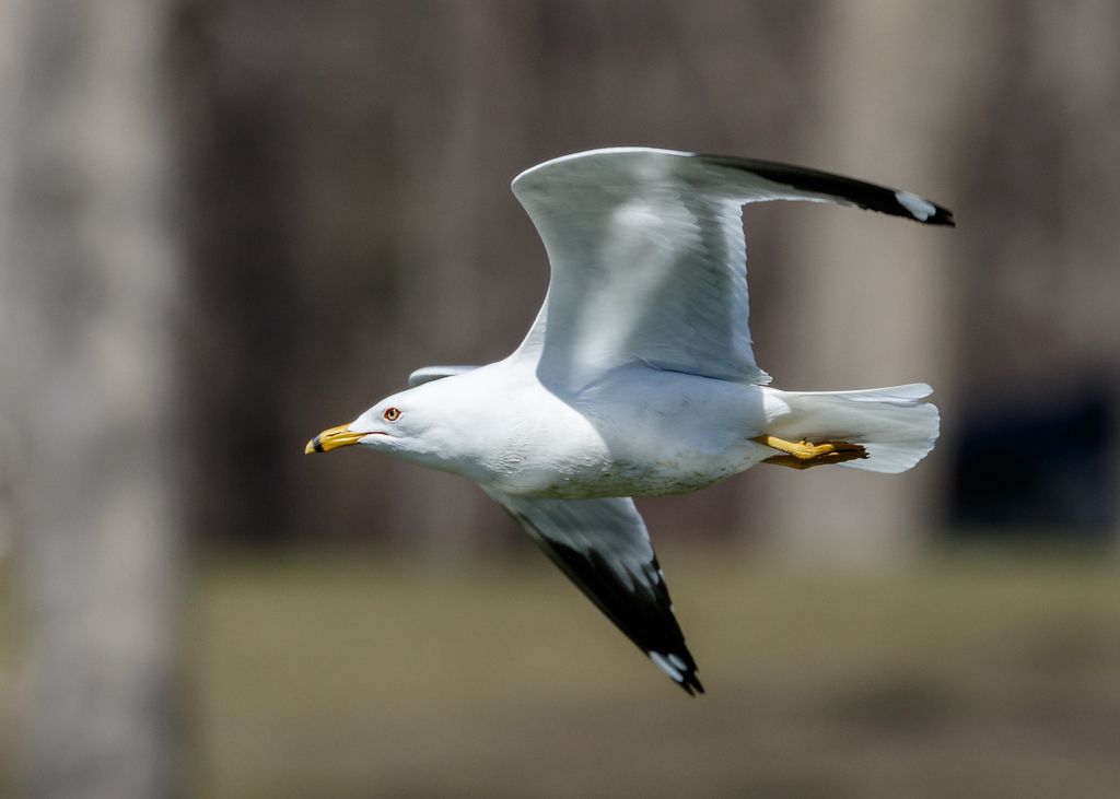 IMAGE: http://i33.photobucket.com/albums/d74/Zenon1/7D2/_80A4995_zpsbjnnwfh3.jpg~original