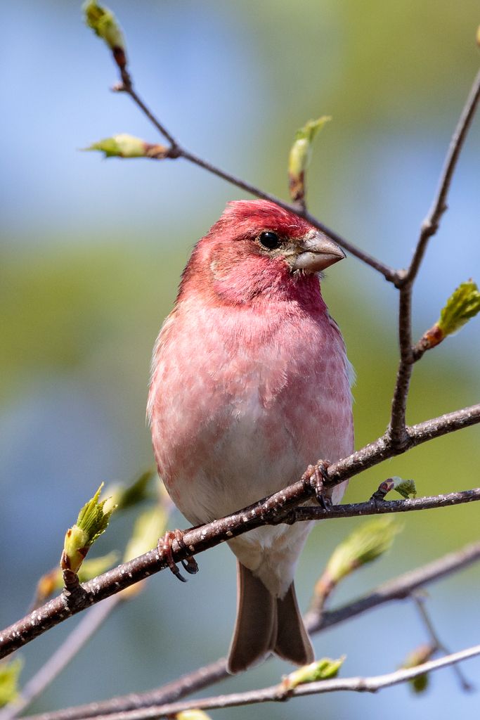 IMAGE: http://i33.photobucket.com/albums/d74/Zenon1/7D2/_80A5802_zps6jscvwxy.jpg~original