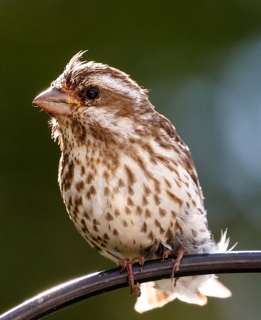 IMAGE: http://i33.photobucket.com/albums/d74/Zenon1/7D2/_80A5894_zpsvt2rxutj.jpg~original