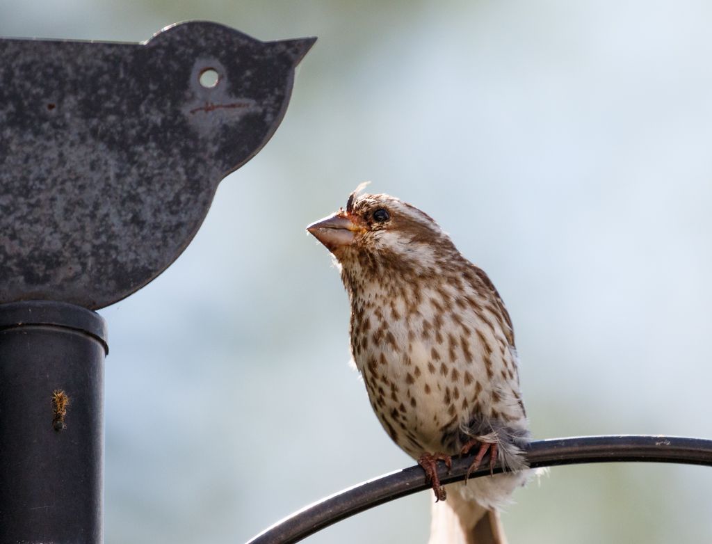 IMAGE: http://i33.photobucket.com/albums/d74/Zenon1/7D2/_80A5902_zpsopz9slyr.jpg~original