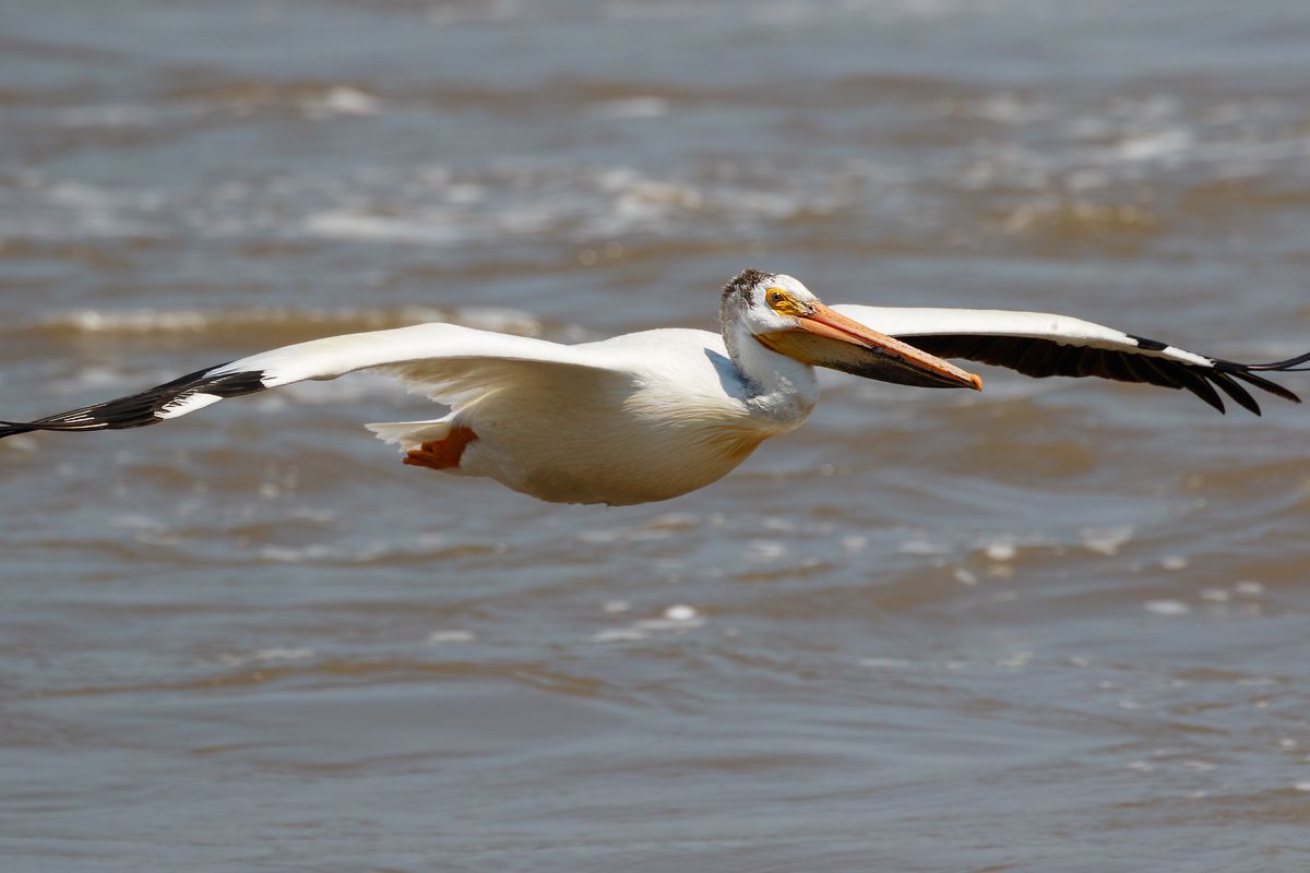 IMAGE: http://i33.photobucket.com/albums/d74/Zenon1/7D2/_80A5930_zpst5v7atcc.jpg~original