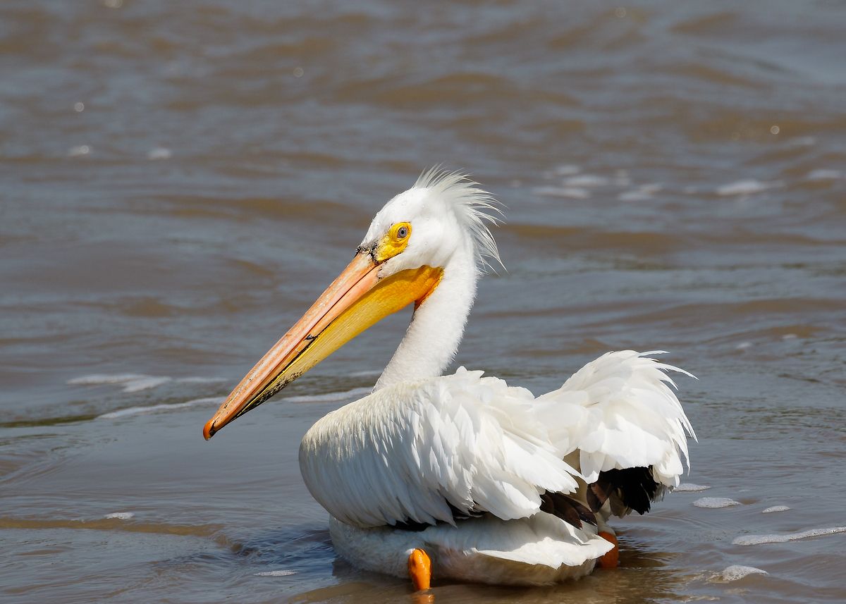 IMAGE: http://i33.photobucket.com/albums/d74/Zenon1/7D2/_80A5968_zpsc6knjoja.jpg~original